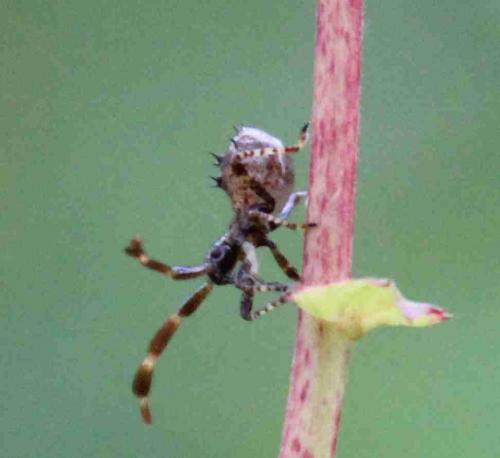 Réf. 221 932 : Coreus marginatus